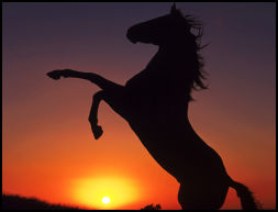 Les chevaux